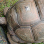 Giant_tortoise