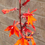 Lobelia__queen_victoria_