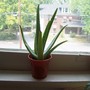 Aloe Guvnah! (Aloe vera (Aloe))