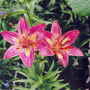 lily bi-colour