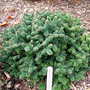 Abies_balsamea__piccolo_