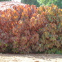 Acalypha wilkesiana - Copper Leaf (Acalypha wilkesiana)