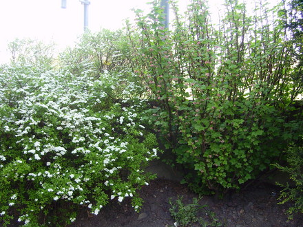 A garden flower photo