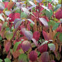 Cornus_alba__siberica