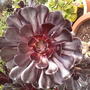 Photo-0052_2