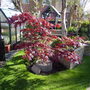 Acer (Acer palmatum)