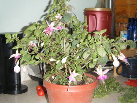 Fuschia