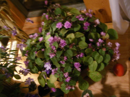 African Violet Mini (Saintpaulia ionantha)