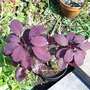 New smoke bush 