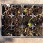 Lupins growing back.