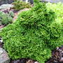 Chamaecyparis obtusa 'Ellie B.' (common name; Hinoki falsecypress)