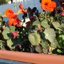 Planter.