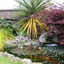 Our pond (Acer palmatum (Japanese maple))