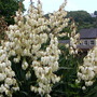 Yucca