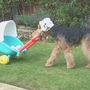 Pram and doll pushed at great speed by my veteran Welsh Terrier : ' Bonsai '.  He often won Best Trick competitions at charity dog shows with this Welsh Super-Nanny routine.