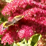 Red Sedum