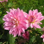 dahlia