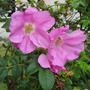 wild roses