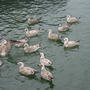 seagulls?