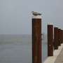 and one on the pole