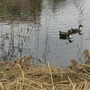 Ducks