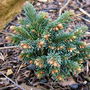 Picea abies 'Pitzi 3' (common name; Norway spruce)
