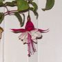 Picture_052