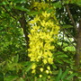 Cassia fistula