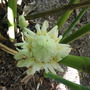 Etlingera