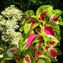 coleus