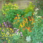 Right border - Spring 2007 (Cheriranthus cheri)