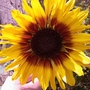 Sunflower (Sunflower)