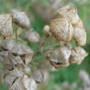 Seeds.