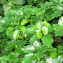 Schefflera arboricola  (Schefflera arboricola)