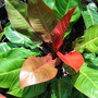 Philodendron roja Congo (Philodendron roja Congo)