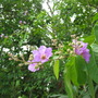 Lagerstroemia