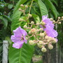 Lagerstroemia speciosa  (Lagerstroemia speciosa)