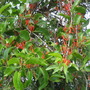 Dendrophthoe falcata ( rainforest mistletoe ) (Dendrophthoe falcata)