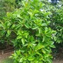Dilennia_alata