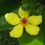 Dillenia_alata