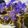 New Variegated african violet (Saintpaulia ionantha)