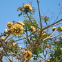 Erythrina - Coral Tree (Erythrina)