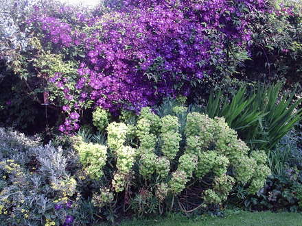 Clematis and Euphobia