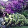Clematis_ville-de-lion_euphobia_underneath