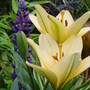 Garden_june_2008_019