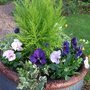 Large blue pot re-planted.