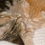 Cat-napping!