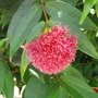 Syzygium
