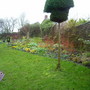 A garden flower photo
