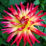 Dahlia 'Vuurvogel' putting on a show